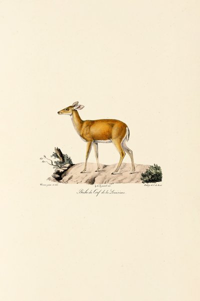 White-tailed Deer Doe by Jacques Christophe Werner