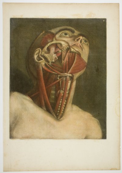 Neck Muscles, plate three from Complete Musculature in Natural Size and Color by Jacques Fabien Gautier d
