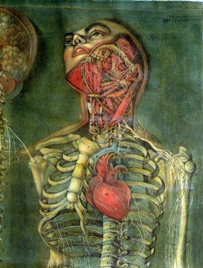 Throat and heart, plate from 