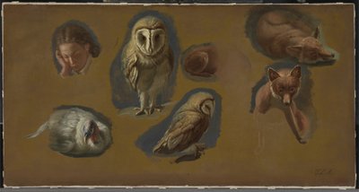Studies of a Fox, a Barn Owl, a Peahen and a Young Man