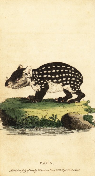 Lowland Paca or Spotted Paca, Cuniculus paca by Jacques de Seve