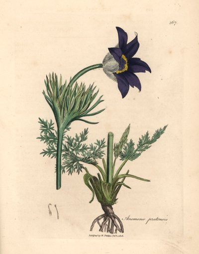 Blue Flowered Meadow Anemone or Pasque Flower, Anemone Pratensis, from a Botanical Illustration by James Sowerby from William Woodville and Sir William Jackson Hooker