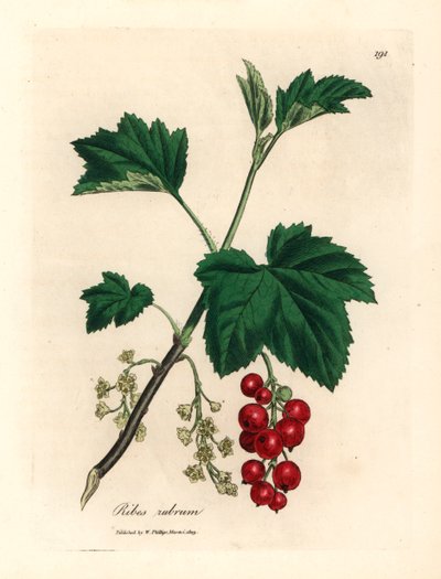 Redcurrant tree, Ribes rubrum, from a botanical illustration by James Sowerby from William Woodville and Sir William Jackson Hooker