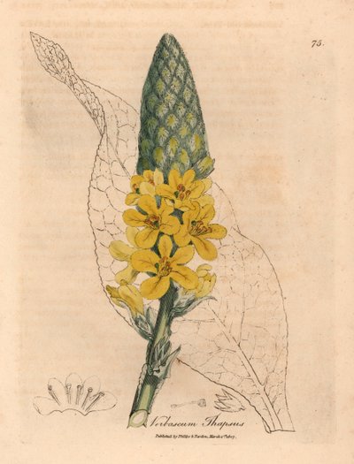 Yellow Flowered Great Broad-Leaved Mullein, Verbascum Thapsus, from a Botanical Illustration by James Sowerby from William Woodville and Sir William Jackson Hooker