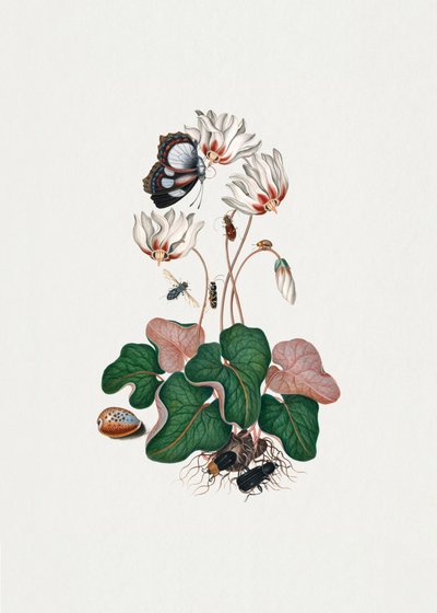Cyclamen by James Bolton