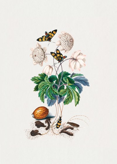 Double Flower Cultivar by James Bolton