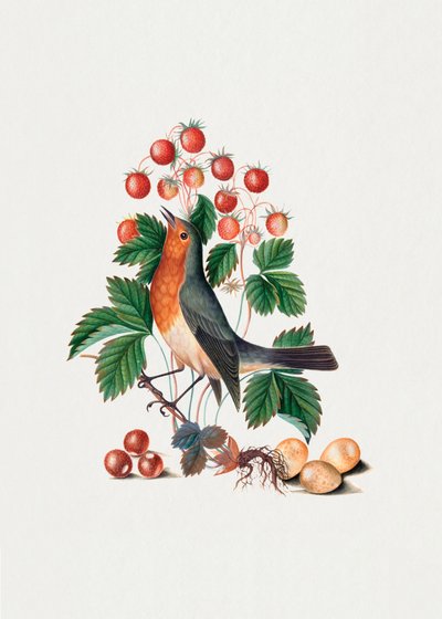 European Robin and Wild Strawberry by James Bolton