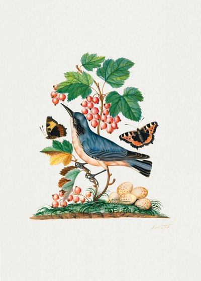 Subalpine Warbler by James Bolton