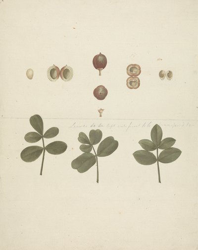 Commiphora gileadensis (L.) C. Chr. (Balm of Gilead, Opobalsam): finished drawing of fruit, dissected fruits, and leaves by James Bruce