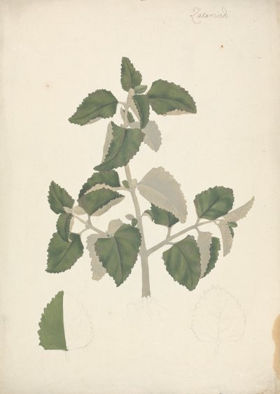 Labiatae: finished drawing of a leafy shoot, without flowers by James Bruce