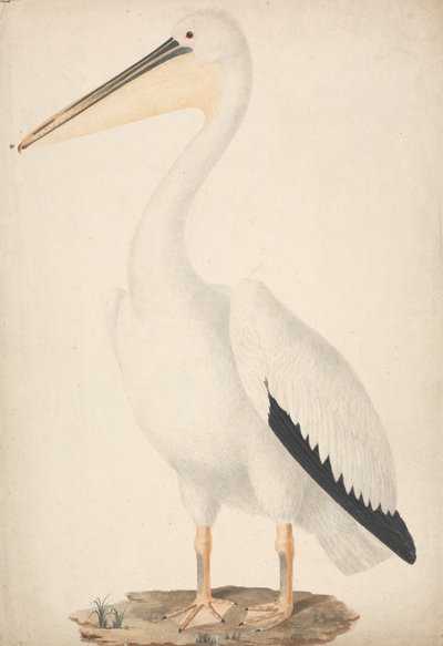Great White Pelican by James Bruce