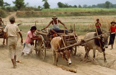 A bullock cart gets bogged down in the heavy dust on a bad road, Sebin Village, Burma by James L Stanfield
