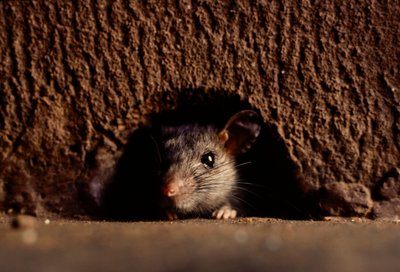 Close-ups of Common Brown Rats, Rattus Norvegicus by James L Stanfield