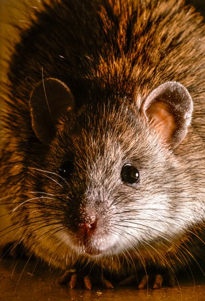 Close-ups of Common Brown Rats, Rattus Norvegicus by James L Stanfield