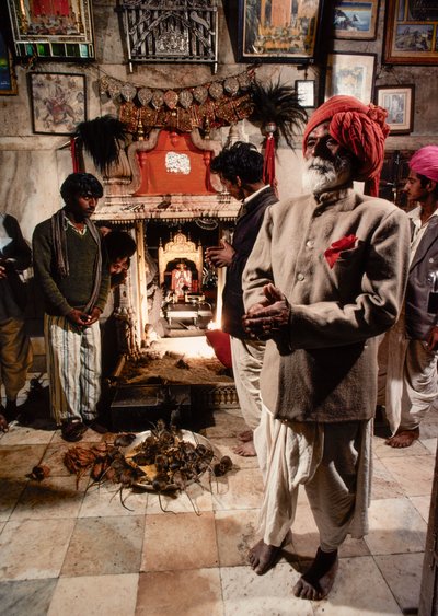 Sacred Rats Inhabit Karni Mata Temple to Hindu Goddess Bhagwati Karniji in Deshnoke, Rajasthan, India by James L Stanfield
