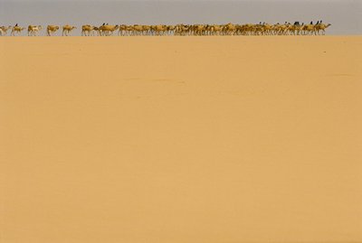 Salt caravan en route to Agadez, Niger by James L Stanfield