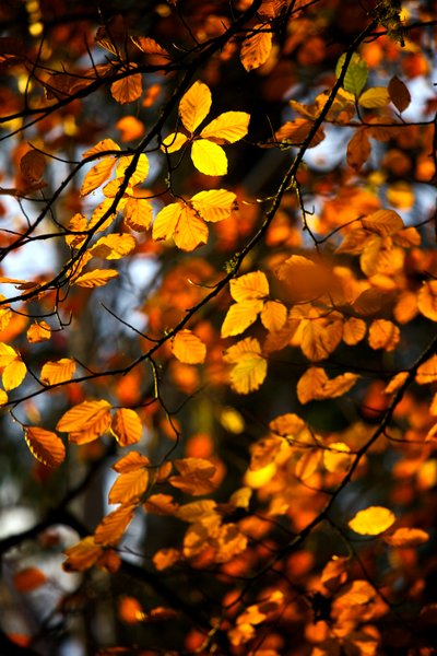 Yellow and Gold Autumn Leaves Still on the Branch of a Tree by James McCormick