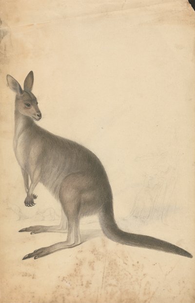 A Kangaroo with Three Kangaroos in the Background by James Sowerby