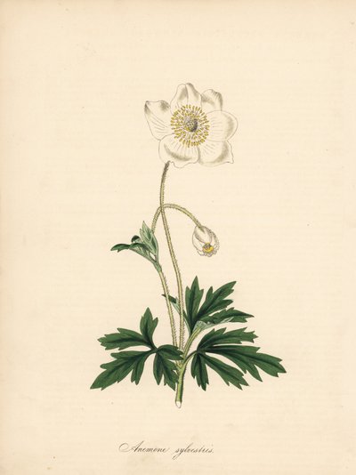 Anemone of the drill bits - Snowdrop anemone, Anemone sylvestris by James Sowerby