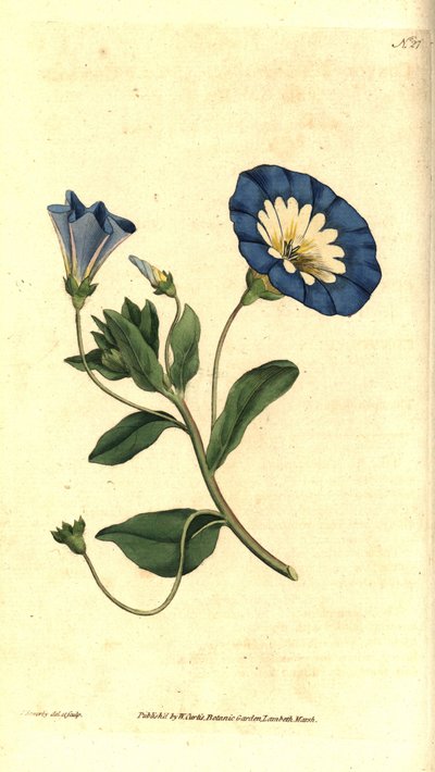 Beautiful day or tricolor bindweed - Small bindweed, Convolvulus tricolor by James Sowerby