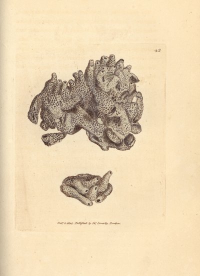 Breadcrumb Sponge, Halichondria panicea by James Sowerby