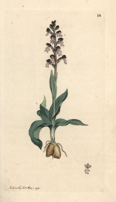 Burnt-tip Orchid by James Sowerby