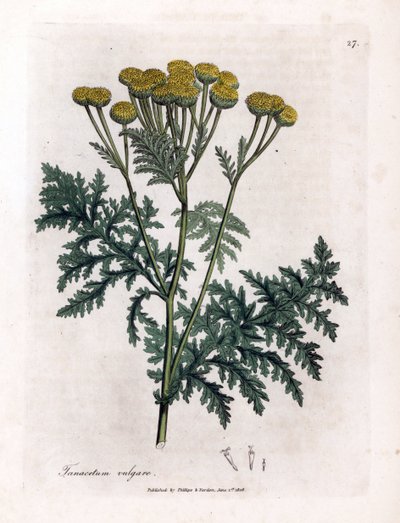 Common tansy or splash - Tansy, Tanacetum vulgare by James Sowerby