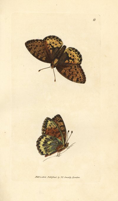 Dark green fritillary, Argynnis aglaia by James Sowerby