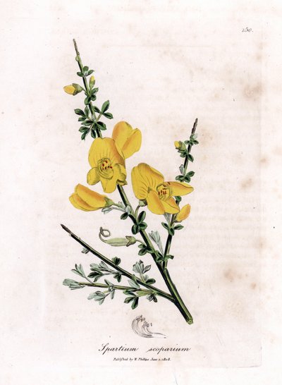 Common Broom, Cytisus Scoparius by James Sowerby