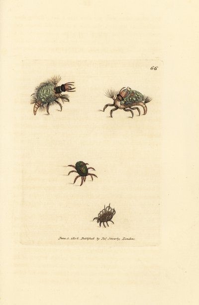 Larva of the Hemerobius (lacewing) clothed in lichen, with mite, Acarus amictus and little basket mite, Acarus corbicula by James Sowerby