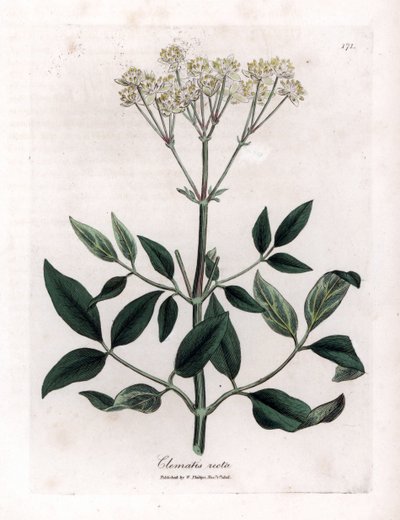 Perennial clematite - Upright virgins bower, Clematis recta by James Sowerby