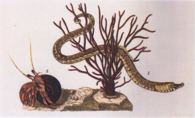 Pipe Fish and Hermit Crab, Nature in Britain published by Collins by James Sowerby