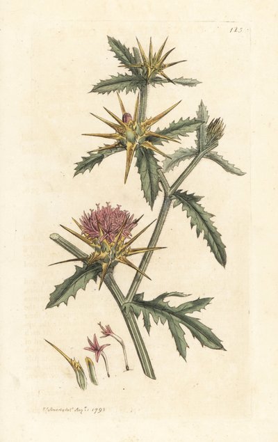 Purple Starthistle by James Sowerby