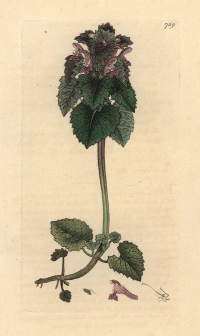 Red Deadnettle, Lamium Purpureum, Handcoloured Copperplate Engraving by James Sowerby