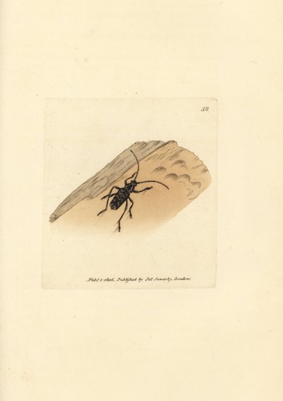 Sarosesthes fulminans beetle by James Sowerby