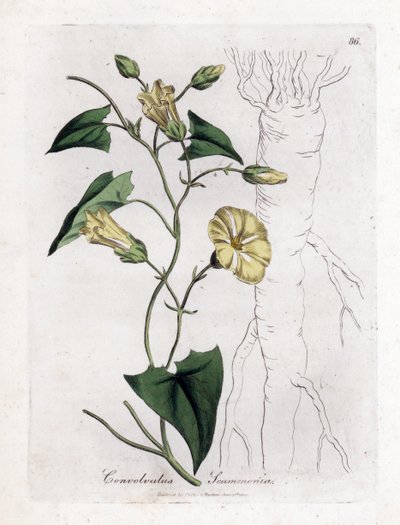 Scamonee - Scammony bindweed, Convolvulus scammonia by James Sowerby