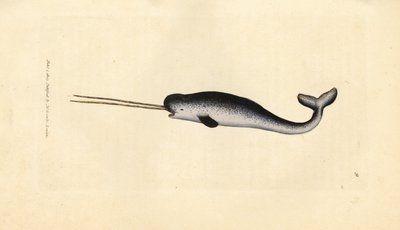 Sea Unicorn or Narwhal, Monodon monoceros by James Sowerby