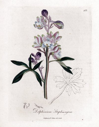 Staphisegar or Grass with Lice or Grass with Gouty or Wild Grapes - Palmated Larkspur or Stavesacre, Delphinium staphisagria. Handcoloured Copperplate Engraving from a Botanical Illustration by James Sowerby from William Woodville and Sir William Jackson H by James Sowerby