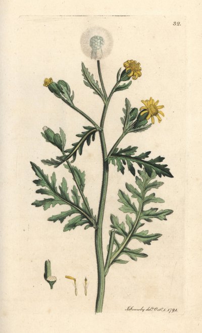Stinking or Sticky Groundsel, Senecio Viscosus (Viscous Senecon) by James Sowerby