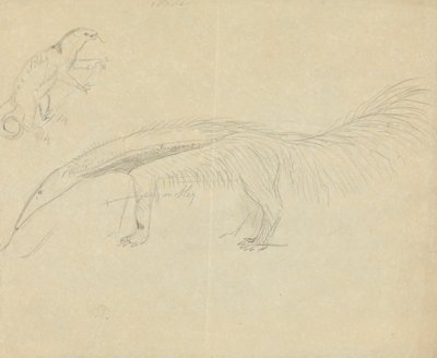 Two Anteaters by James Sowerby