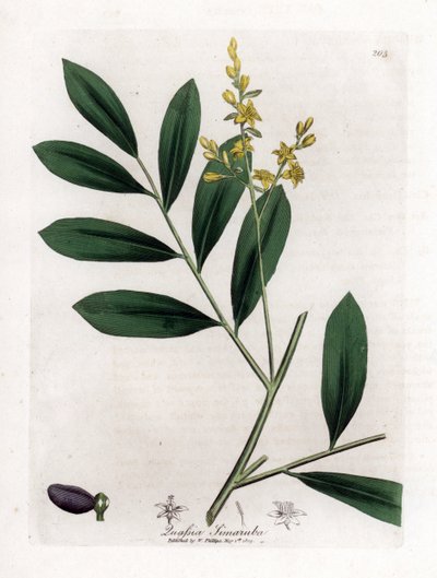 White mahogany or marupa - Simaruba, Simarouba amara by James Sowerby