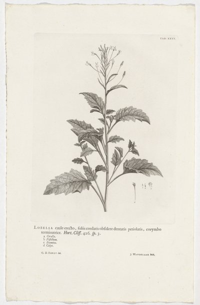 Lobelia Cliffortiana by Jan Wandelaar