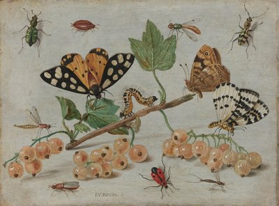 Insects and Fruit by Jan van Kessel (I)