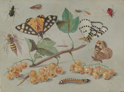 Study of Butterfly and Insects, c. 1655 by Jan van Kessel