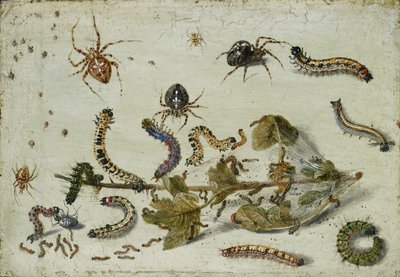 Various Spiders and Caterpillars, with a Sprig of Gooseberry by Jan van Kessel