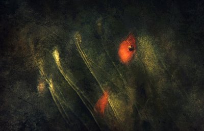 Abstract Red Poppies by Jan van der Linden
