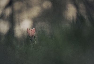 Dreamy Pink Bloom by Jan van der Linden