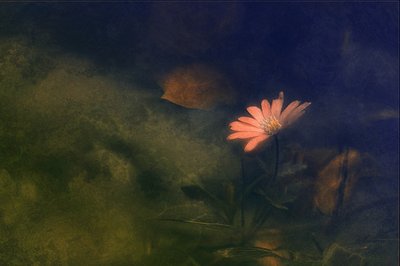Dreamy Pink Flower by Jan van der Linden