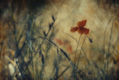Dreamy Red Poppy by Jan van der Linden