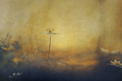 Golden Dream Flower by Jan van der Linden